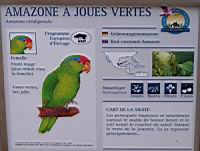 Amazone a joues vertes, Amazona viridigenalis (Photo F. Mrugala) (txt)